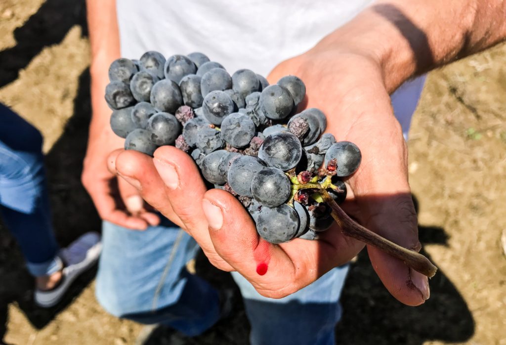 Il Perricone, vitigno a bacca rossa della Sicilia