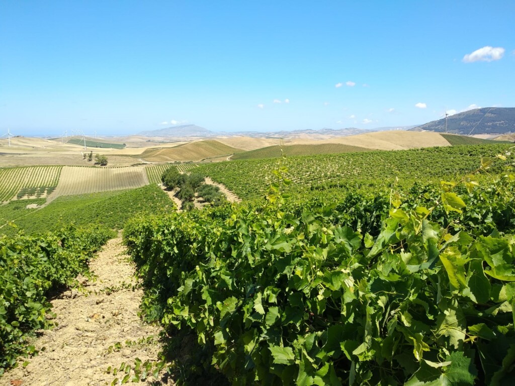 Consorzio di tutela vini Doc Sicilia: previsioni di una buona annata