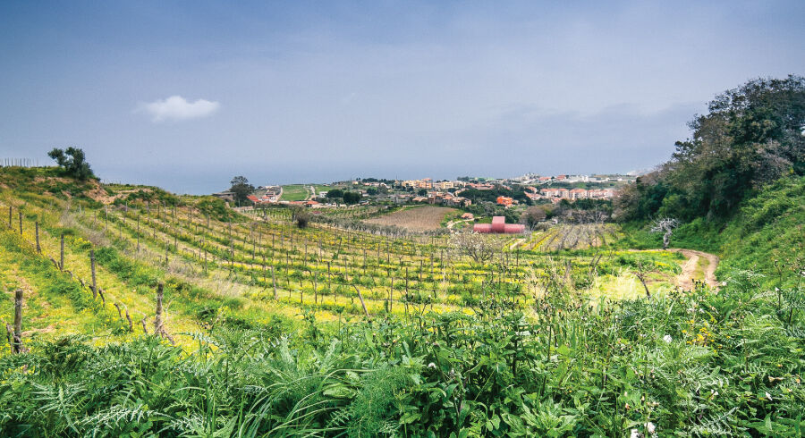 le casematte faro 2017 - il vino è arte 